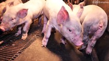 Des associations de protection des animaux diffusent une vidéo insoutenable sur la vie des animaux servant à fabriquer l