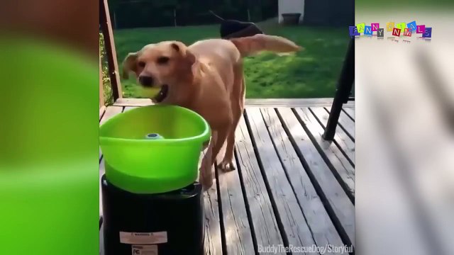 Приколы про собак. Приколы с собаками. #3