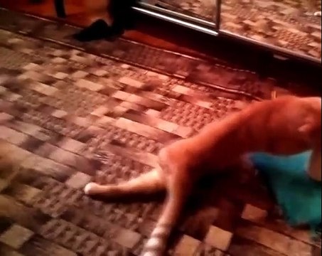 Смешные Коты и Кошки. Где моя сосиска.