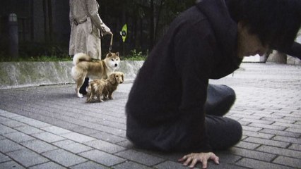 목줄 한 번 놓쳤을 뿐인데..."1억 3천만 원 배상하라" / YTN