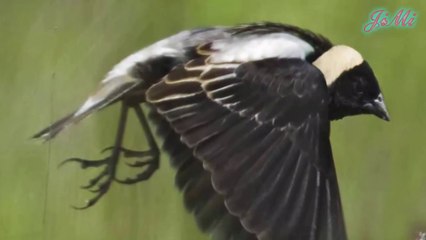 Không ít những con chim nhỏ tội nghiệp phải bỏ mạng trên con đường di cư tìm sự sống