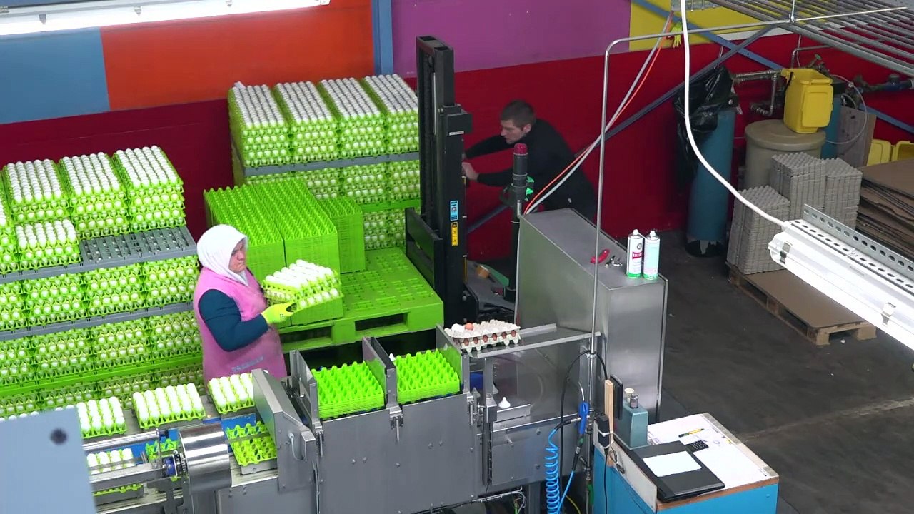 Stress vor Ostern: Eierfärben am Fließband