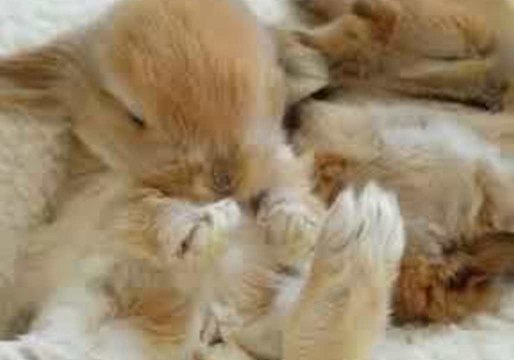 Cute Bunny Yawning Will Make Your Day