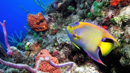 All Star Liveaboards