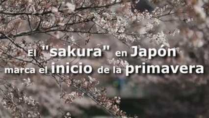 El "sakura" en Japón marca el inicio de la primavera