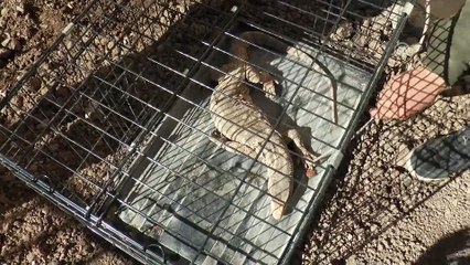 Cizre'de nesli tükenmekte olan çöl varanı bulundu - ŞIRNAK