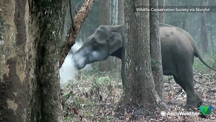 "Smoking" elephant leaves scientists confused