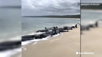 Hundreds of whales dead after become stranded on a beach