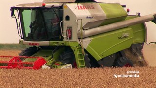 Zašto čak i veliki ratari odustaju od gajenja pšenice