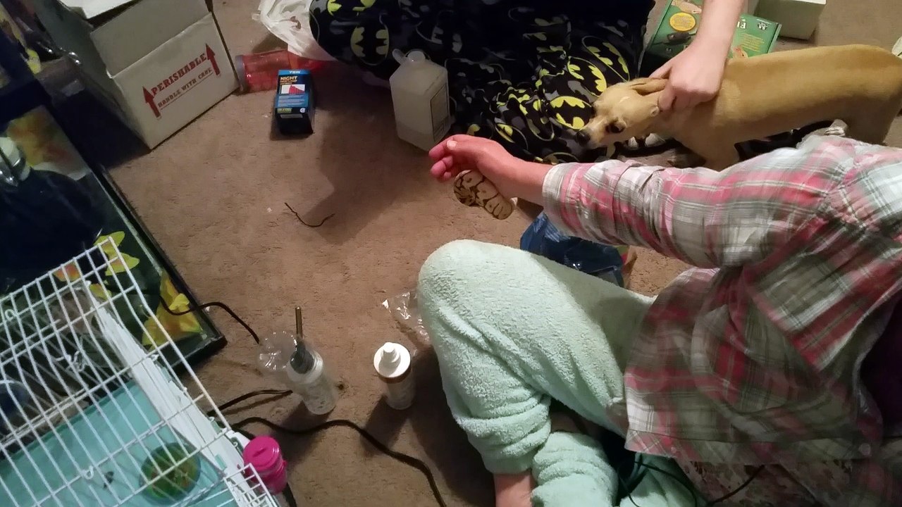 Pet Python Trying to Eat a Finger