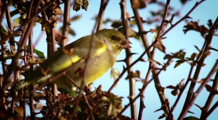 David Attenborough - Charles Darwin And The Tree Of Life