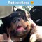 I Love Rottweilers -3 -3