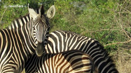 Bird perfectly demonstrates symbiotic relationship with zebra
