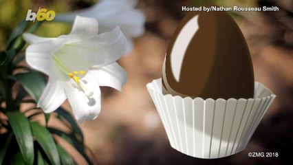 Why Chocolate Eggs Are an Easter Tradition