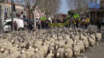 Les éleveurs de la région manifestent avec leurs troupeaux à Draguignan