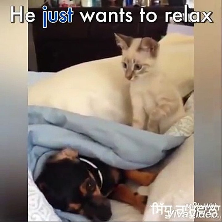 Vcat and dog fight