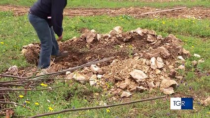Andria: rubati ad una ragazza 100 ulivi appena piantati, "danno da 4.000 euro"
