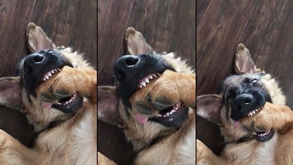 Un chien qui se mange sa patte