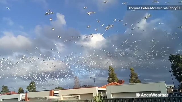 Thousands of birds fill the sky as they flee oncoming storm
