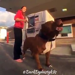 Voici Hulk, le plus gros pitbull au monde