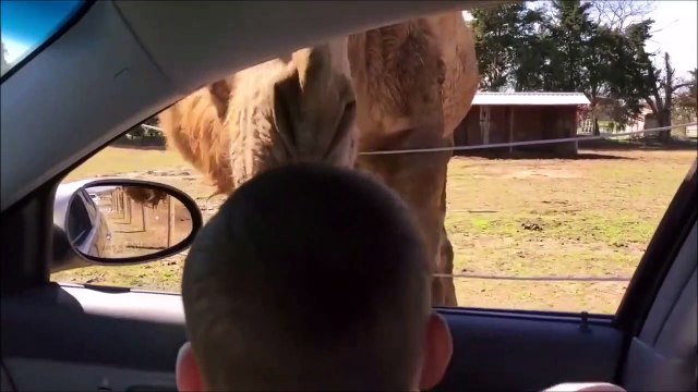 Traumatisé à vie à cause d'un lama... Pauvre gamin