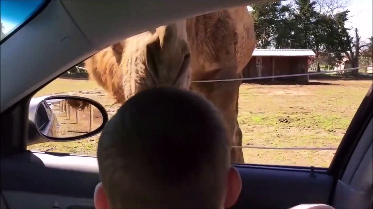 Traumatisé à vie à cause d'un lama... Pauvre gamin