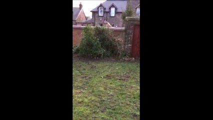 Quand le chien du voisin est trop curieux! Adorable...