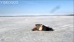 Il tombe sur un pêcheur bourré, endormi sur un lac gelé ! Même pas froid