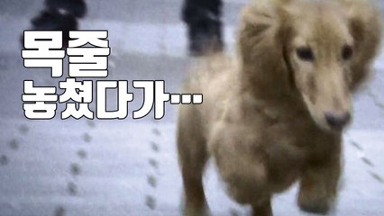 [자막뉴스] 강아지 목줄 놓쳤다가 '1억 3천만 원 배상' / YTN