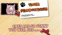 ➤FUNNY CAT - Cats are so funny you will die laughing - Funny cat compilation