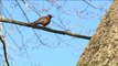 Connecticut Residents Warned After Woman Attacked by Hawk