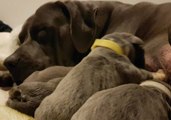 Victoria Dog Gives Birth to Whopping Litter of 18 Puppies