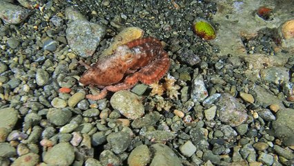 Octopus Disappears Down Tiny Hole