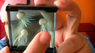 MINI JELLYFISH TANK AQUARIUM Polymer Clay Resin Tutorial