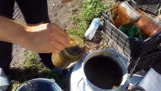 Как подкармливать и пасынковать огурцы ( удобрение для томатов и огурцов)