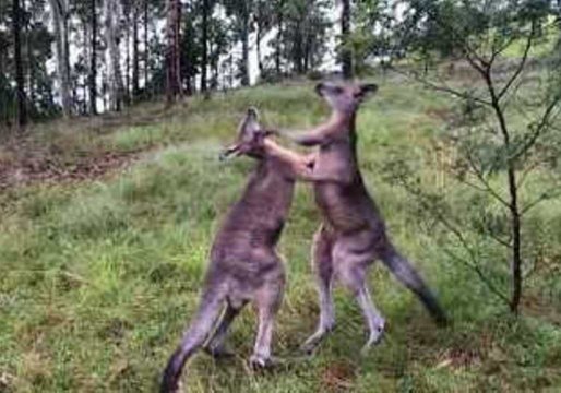 Kangaroos Spar at Batesman Bay Animal Sanctauary