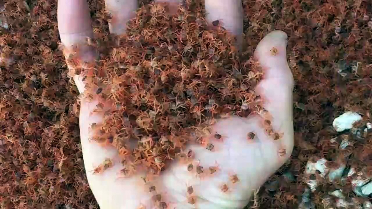Incroyable, des millions de crabes rouges sortent de la mer en même temps !