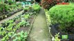 Urban Gardening : Best Prices in Urban Gardening | Agribusiness Philippines
