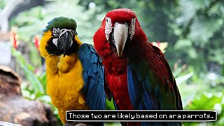 ✔ Minecraft: 10 Things You Didnt Know About Parrots