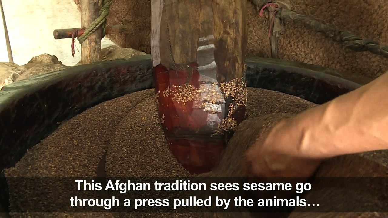 Camel power turns sesame into precious oil in Afghanistan