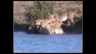 VIVER OU MORRER - Búfalo vs Leão vs Crocodilo [O salvamento do Bufalinho]
