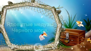 Ядовитые медузы Черного моря.