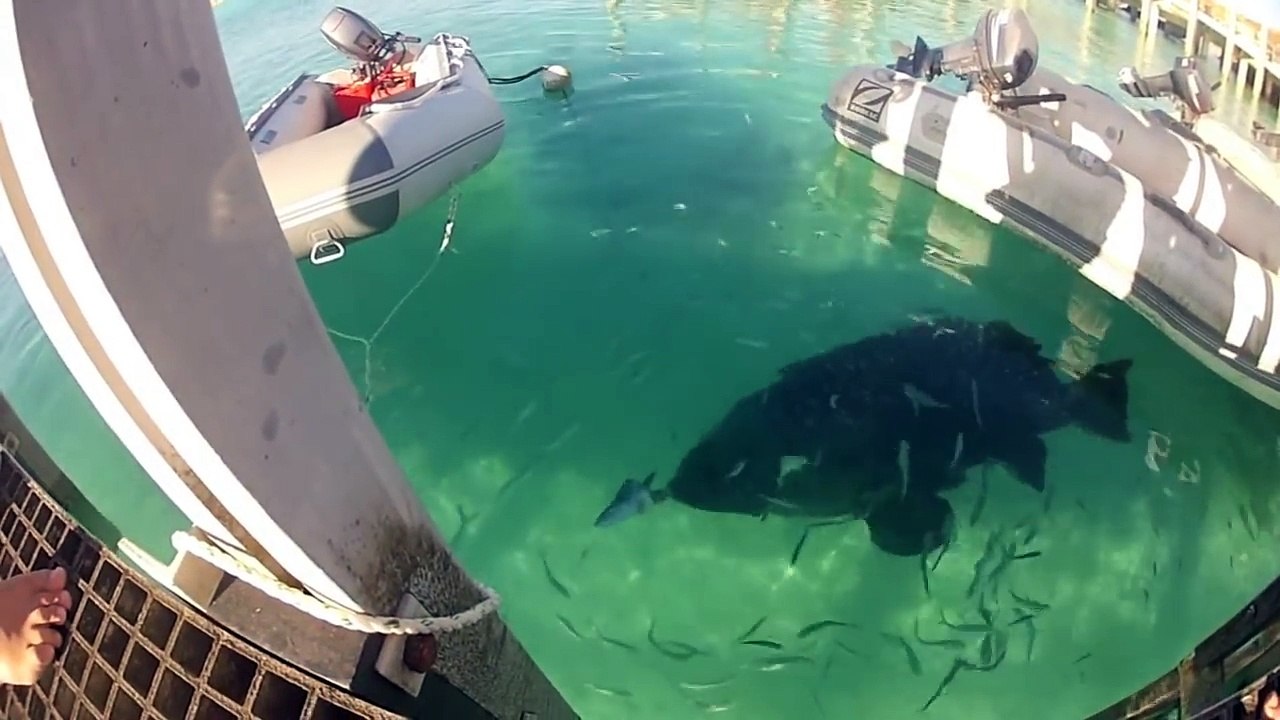 Spearfishing and Freediving in Australia 2 | Awesome Footage and Big Fish