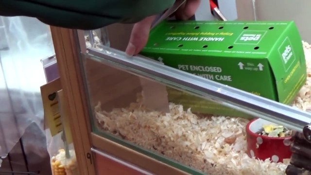 Fun4Kidz: Getting Our New Hamster Panda/Setting up the Pets at Home Hamster Cage