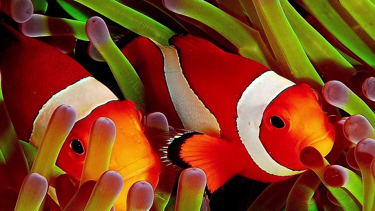 The Truth About Finding Nemo