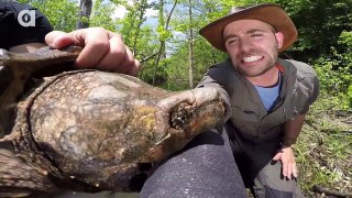 Giant Snapping Turtles! - Dragon Tails Episode 8