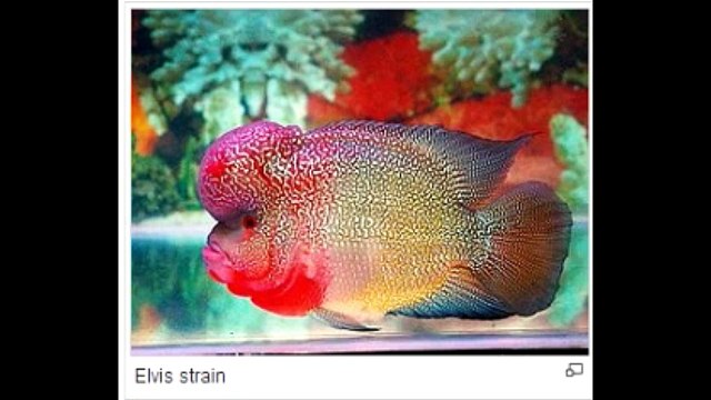 Everything about Flowerhorn - [Types-Caring-Breeding-Feeding]