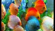 Everything about Discus - [Types-Caring-Breeding-Feeding]