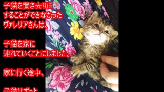 草むらの中から出てきて抱き着いてきた愛情に飢えた子猫。一人で不安な子猫を先住猫が安心させた。