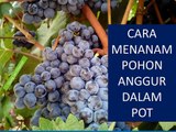 CARA MENANAM POHON ANGGUR DALAM POT